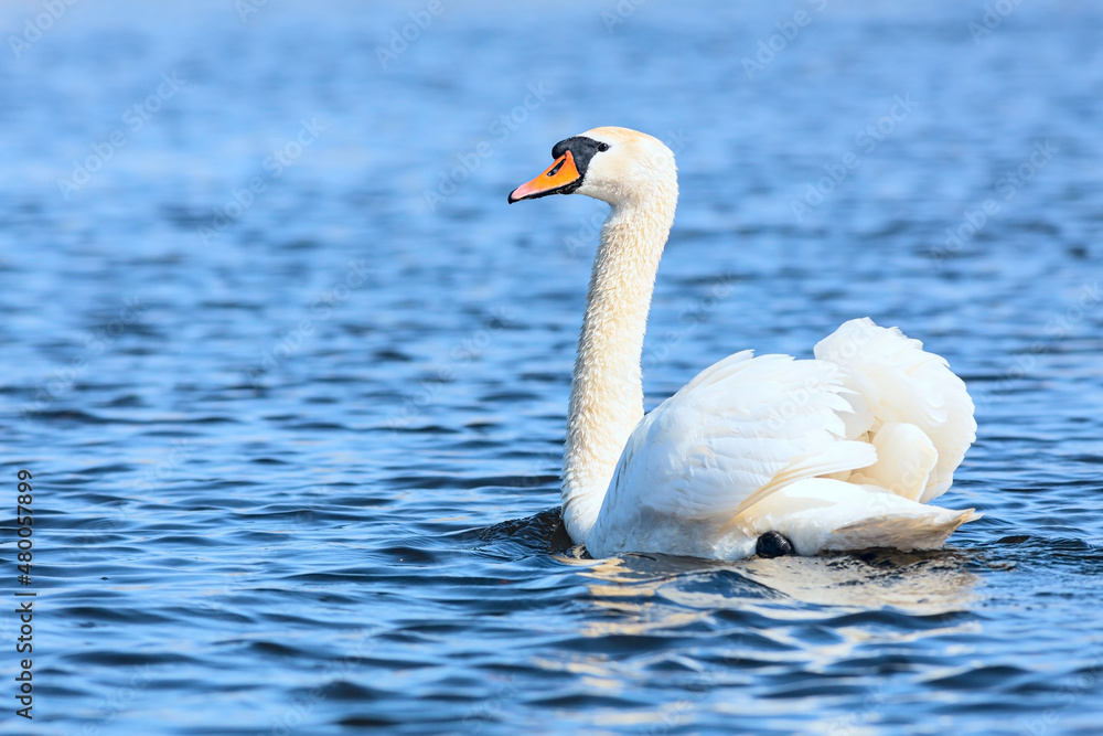 The mute swan is swimming in the delta of Volga river The mute swan is swimming in the delta of Volga river