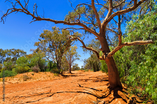 Silverton dry creek tree soil photo