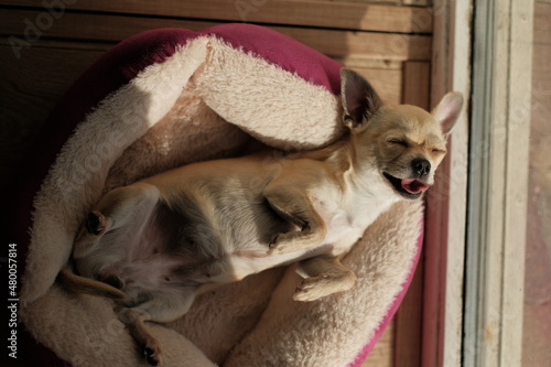 Wallpaper Mural Closeup portrait of small funny beige mini chihuahua dog, puppy laying in her bed enjoying sun Torontodigital.ca