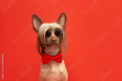 portrait of a chinese, crested hairless dog wearing a red bow tie and sunglasses on a red studio background with copy space. valentine day concept and promotion banner. © Tetiana