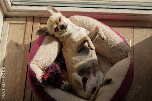 Wallpaper Mural Closeup portrait of small funny beige mini chihuahua dog, puppy laying in her bed enjoying sun Torontodigital.ca
