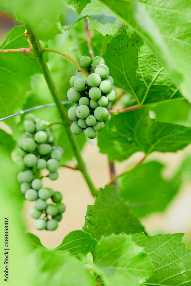 Bunch of fresh green grapes growing on vineyard.