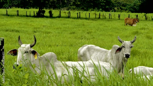 Wallpaper Mural Tight shot of cattle roaming in large field Torontodigital.ca