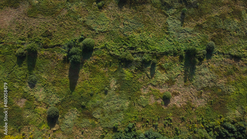 Aerial top view of natural green grass and bushes. Pattern