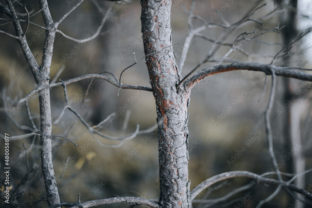 tree tree