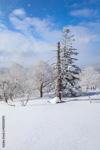 Snow-covered trees on Sakhalin island mountains during the snowfall on sunny day
