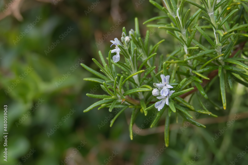 rosemary plant with flower outdoors salvia rosmarinus rosemary plant with flower outdoors salvia rosmarinus