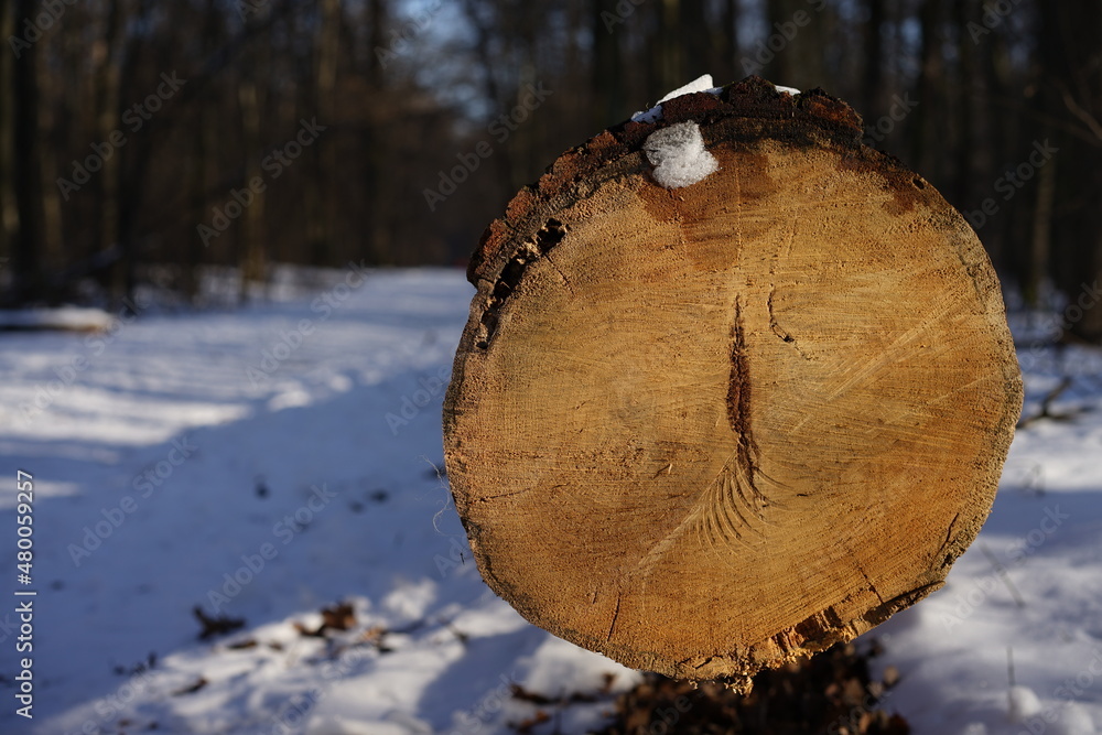 Winter landscape 