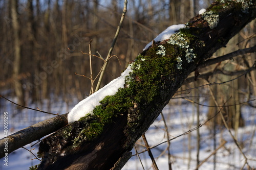 Winter landscape 