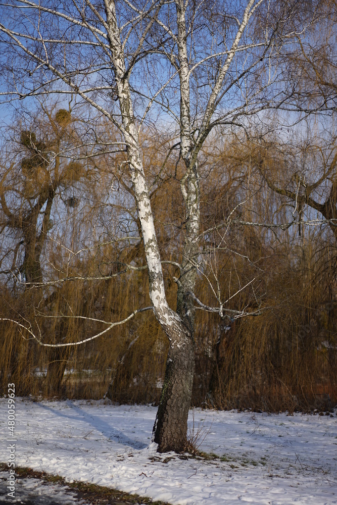 Fototapeta premium Winter landscape