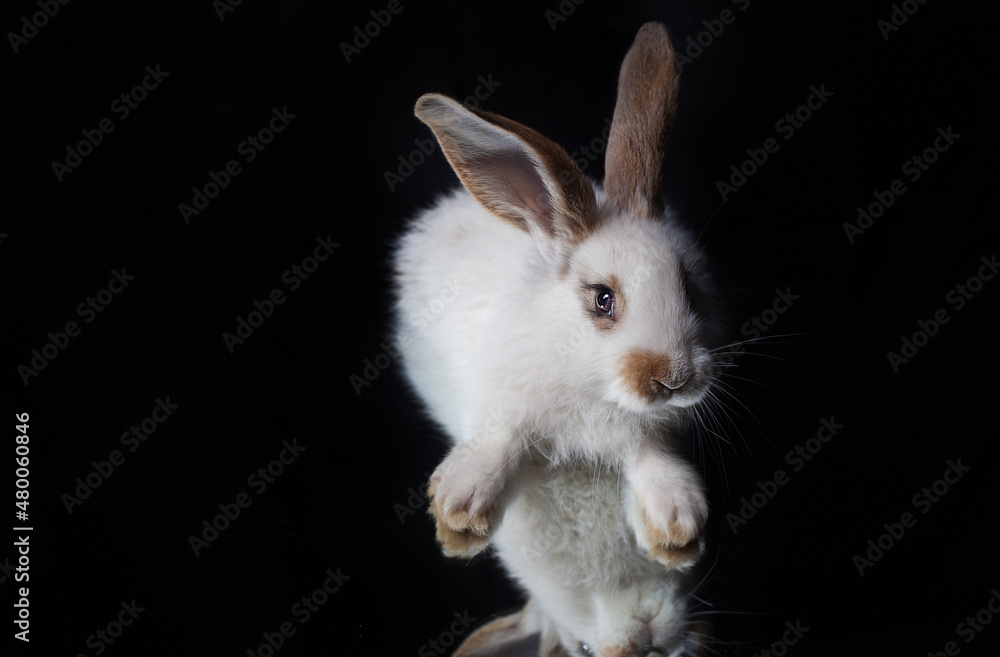 white rabbit on black background white rabbit on black background