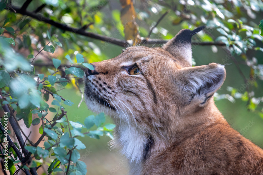 Fototapeta premium closeup portrait of Eurasian lynx (Lynx lynx) in wild nature