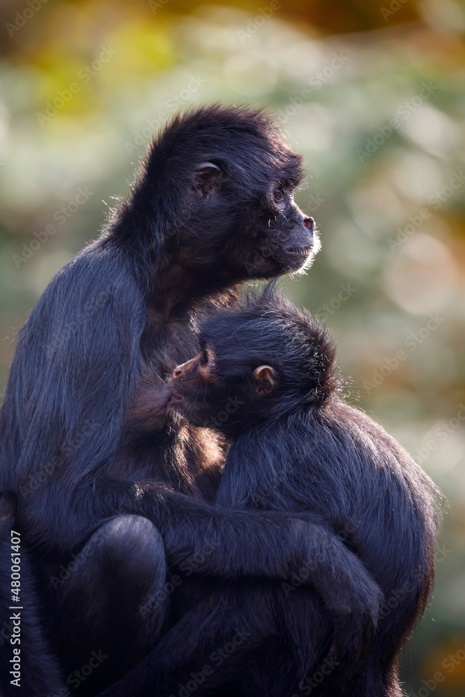 Obraz premium close up shot of a Colombian spider monkey (Ateles fusciceps rufiventris)