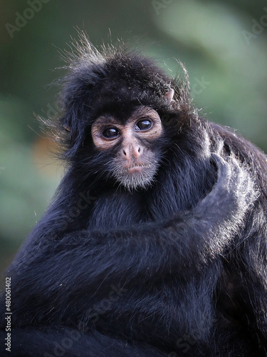 close up shot of a Colombian spider monkey  Ateles fusciceps rufiventris 