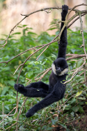 loseup image of a Northern white-cheeked gibbon (Nomascus leucogenys) monkey in the forest © Edwin Butter