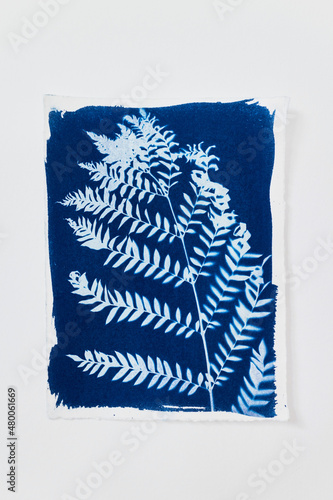 Tree leaf printed by the cyanotype process. Blue print sheet.