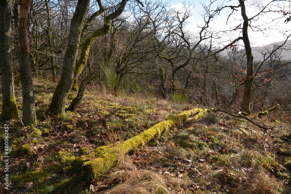 pfälzerwald bei dannenfels am donnersberg pfälzerwald bei dannenfels am donnersberg