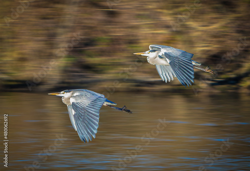 Zwei Fischreiher fliegen über ein Gewässer 