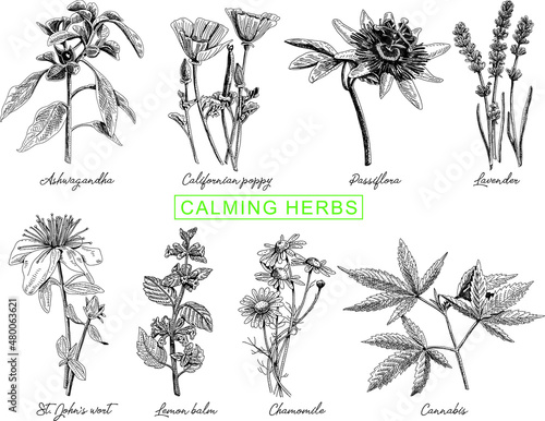 Calming herbs set: californian poppy, ashwagandha,lavender, lemon balm, passiflora, chamomile, cannabis, st. john's wort. Sketchy vector hand-drawn illustration. photo