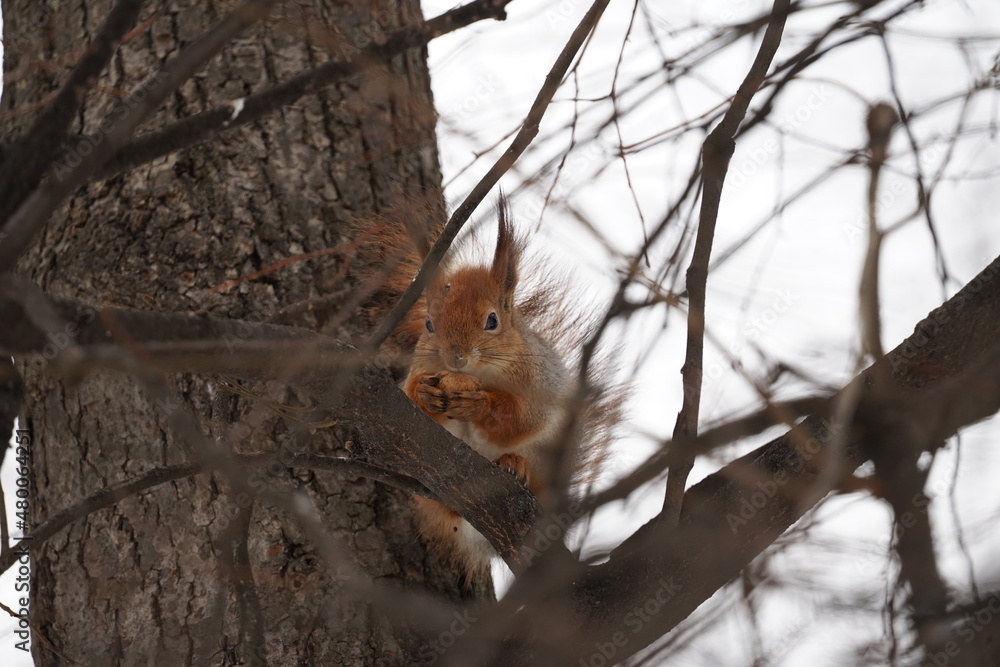 squirrel on a tree squirrel on a tree