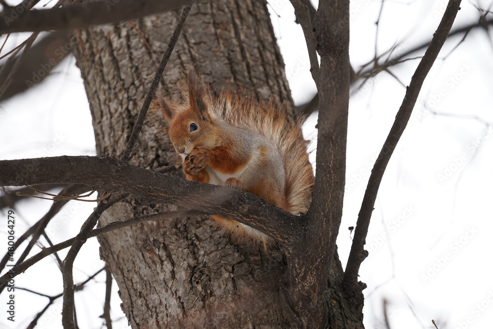 squirrel on a tree squirrel on a tree