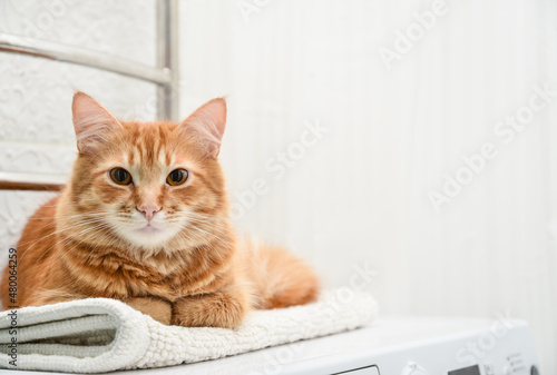 cat laying on top of washing machine