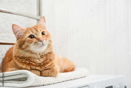 Fotografie, Obraz cat laying on top of washing machine