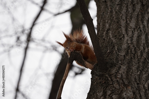 squirrel in tree © Viacheslav