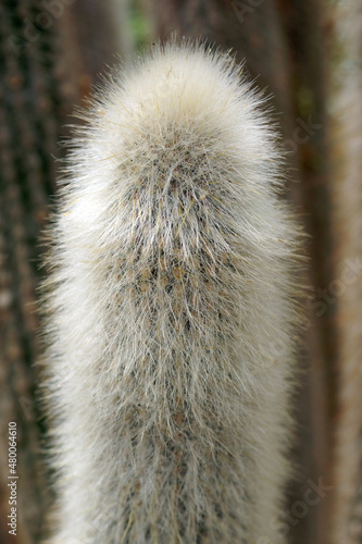 Closeup of woolly torch (Cleistocactus strausii) cactus photo