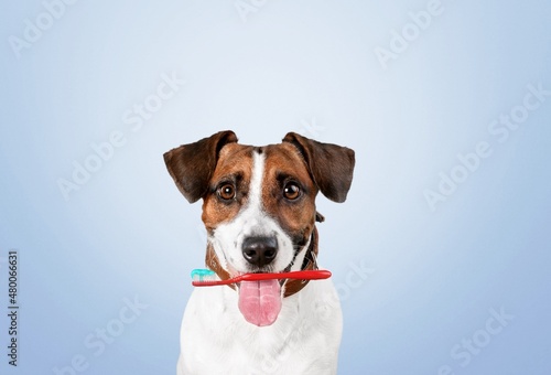 Cute dog holding a toothbrush in its mouth, heathy teeth, dental care © BillionPhotos.com