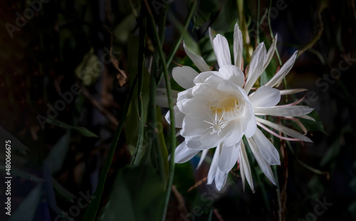 Front view of a white blossom queen of the night (Epiphyllum oxypetalum) Cactus plant, night blooming, with charming, bewitchingly fragrant large white flowers, that wither at dawn