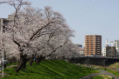 Japanese local train FUKUI RAILWAY running FUKUTAKE line with cherry blossom in full bloom