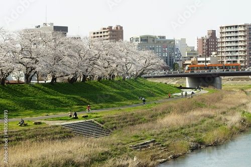 Japanese local railway FUKUI RAILWAY running FUKUTAKE line with cherry blossom in full bloom