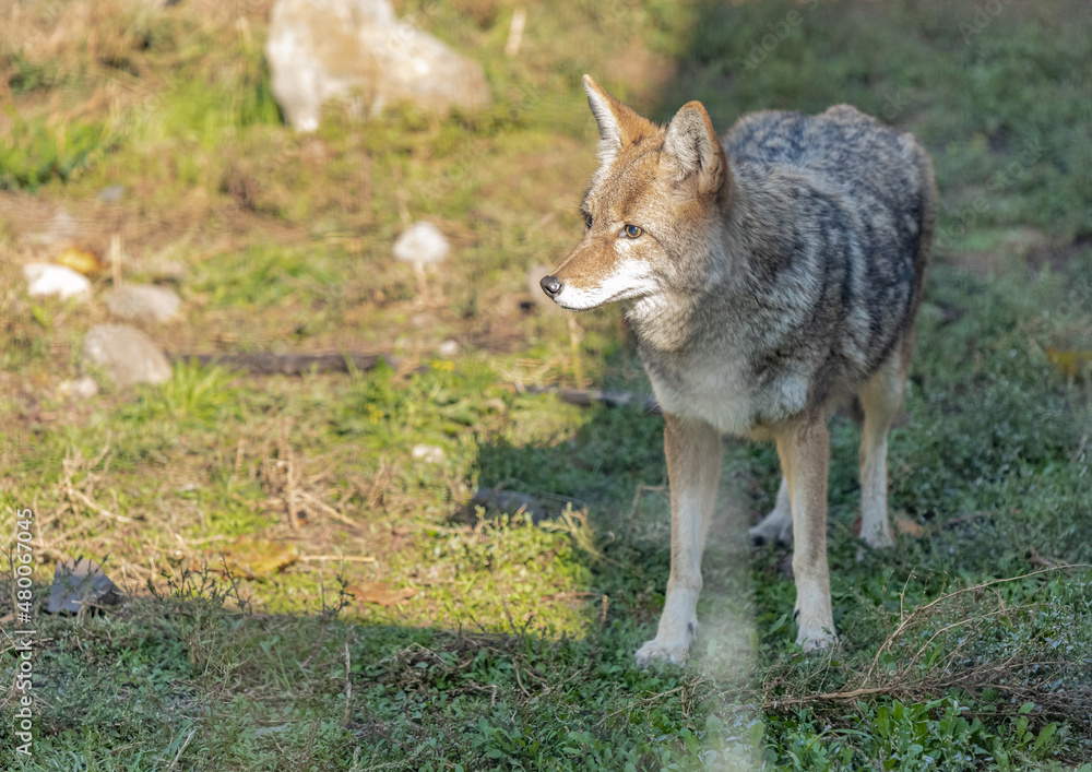 A wild coyote. Coyote in autumn day light in the forest. A wild coyote. Coyote in autumn day light in the forest.