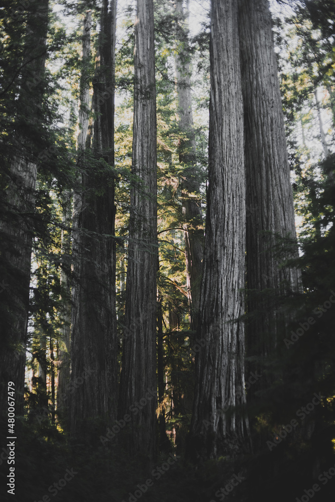 California Redwoods in Northern California California Redwoods in Northern California