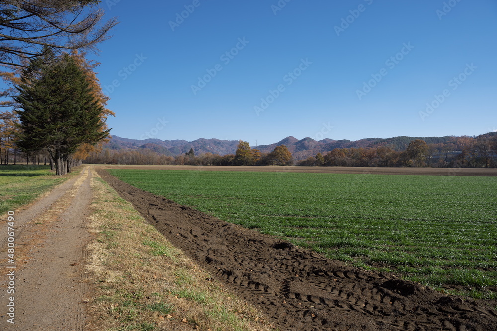 秋の晴れた日の美しい牧場の風景