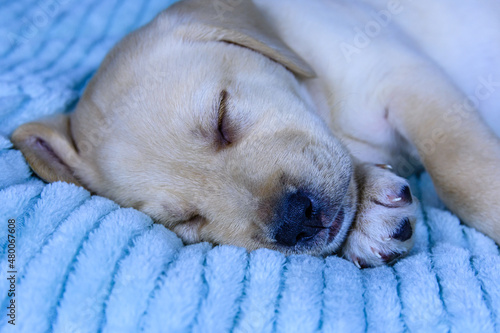 Young purebred puppy of labrador retriever sleeping on a bed © ihorbondarenko