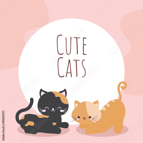 cute cats card