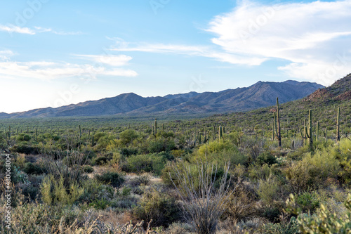 The Saguaro Cactus in Tucson, Arizona