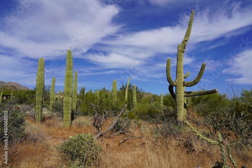The Saguaro Cactus in Tucson, Arizona © yobab