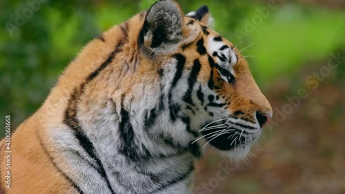 Siberian tiger (Panthera tigris altaica) portrait, beautiful cat watching the forest photo