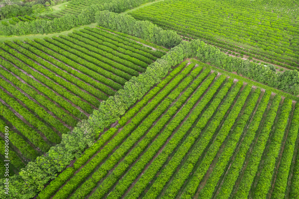 Green garden. Farm field. Green tree leaf. Agriculture plantation. Green nature background. Good for wallpaper. Top view. Aerial drone photography.