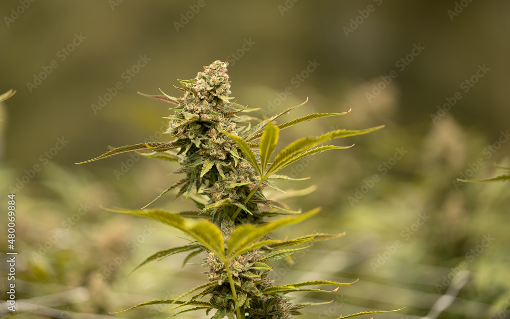 Cannabis medicinal THC CBD Marihunana Marijuana Cannabis medicinal THC CBD Marihunana Marijuana