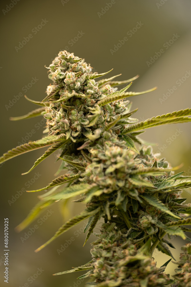 Cannabis medicinal THC CBD Marihunana Marijuana Cannabis medicinal THC CBD Marihunana Marijuana