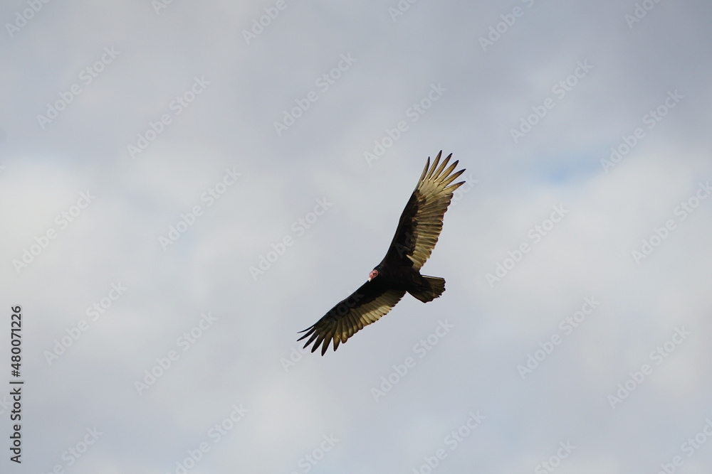 Naklejka premium A Turkey Vulture Soaring Overhead with Wings Spread Wide and Red Head