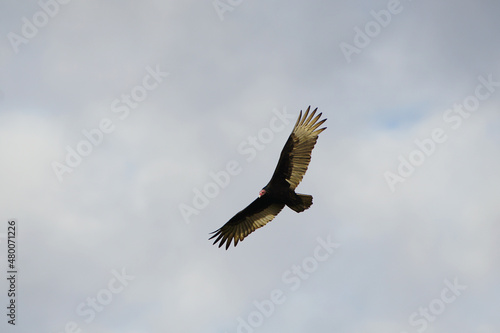 A Turkey Vulture Soaring Overhead with Wings Spread Wide and Red Head
