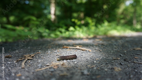 caterpillar on the trail