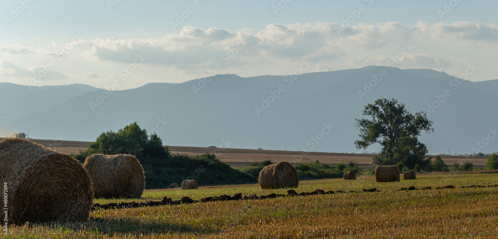 Wheat harvesting. Round bales of straw in the field. Agriculture in mountainous areas.