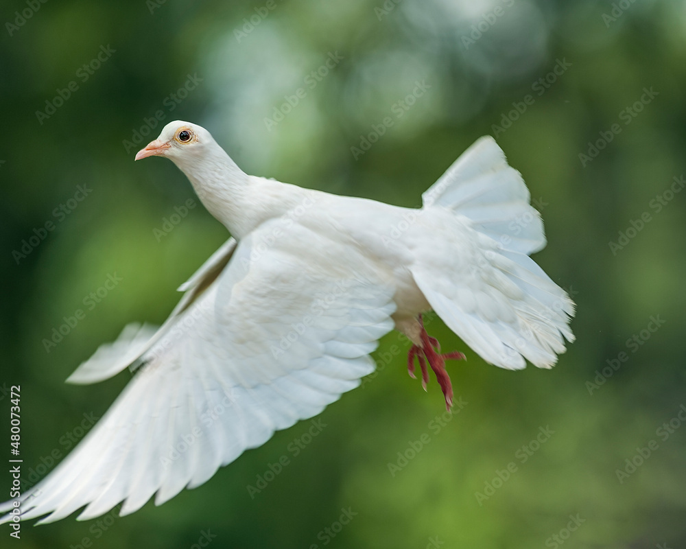Obraz premium White Dove in Flight Against Green Background
