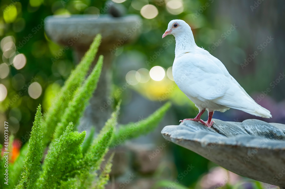 White Dove of Peace Perched on Birdbath in Louisiana Garden White Dove of Peace Perched on Birdbath in Louisiana Garden